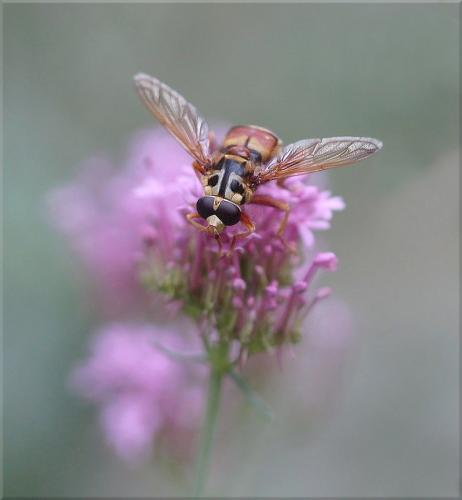 Milesia crabroniformis